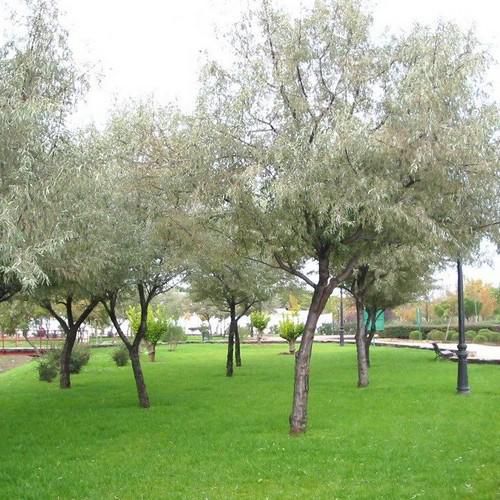 ANADOLU İĞDE FİDANI 2 ADET - AŞILI ve TÜPLÜ