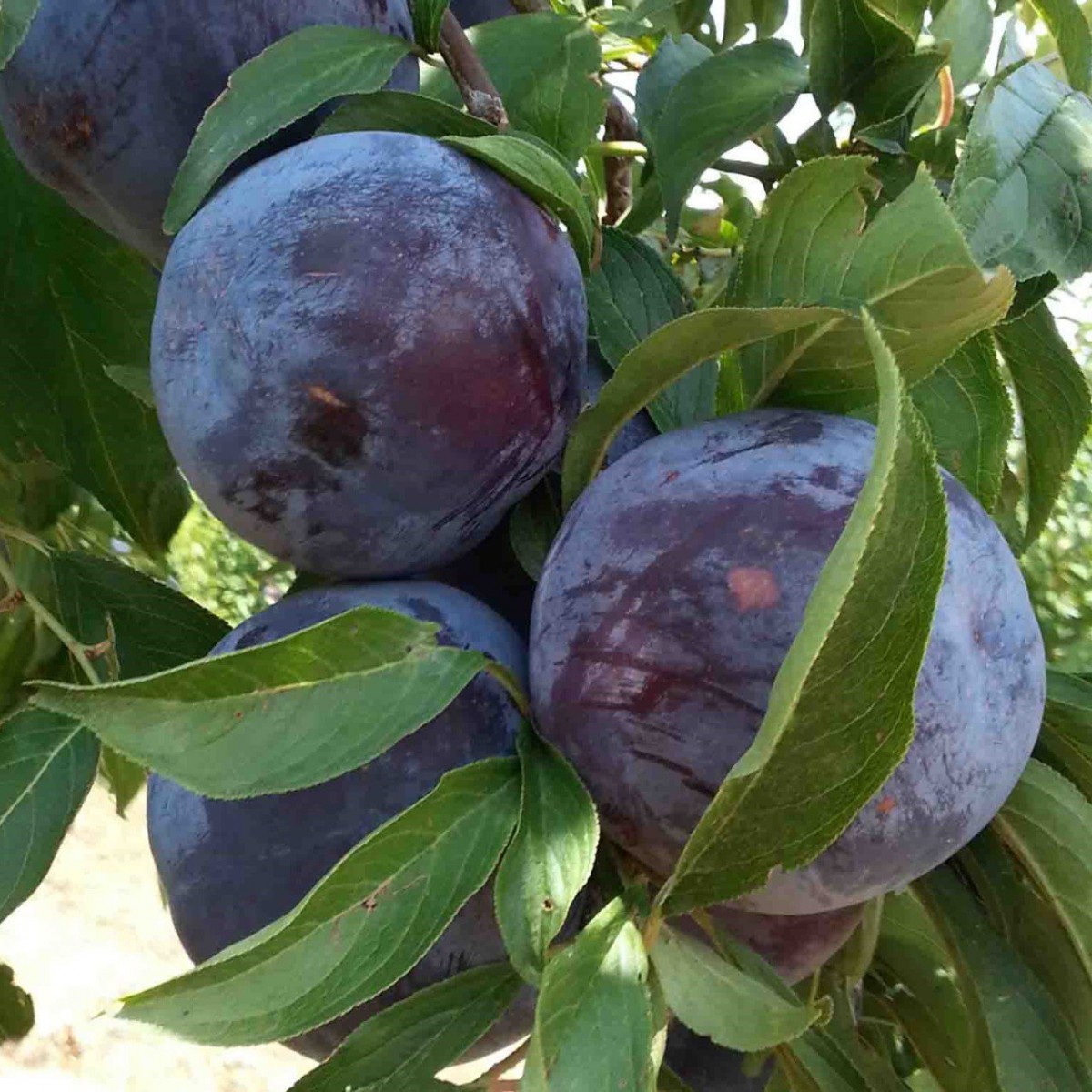 ANJELİKA ERİK FİDANI 3 ADET TÜPLÜ 100-150 cm