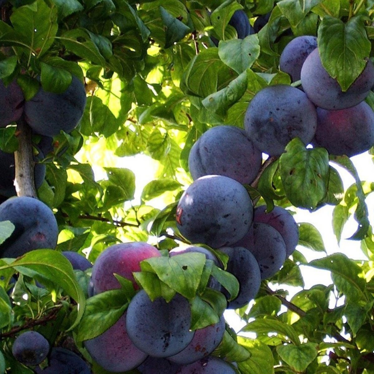 ANJELİKA ERİK FİDANI 3 ADET TÜPLÜ 100-150 cm
