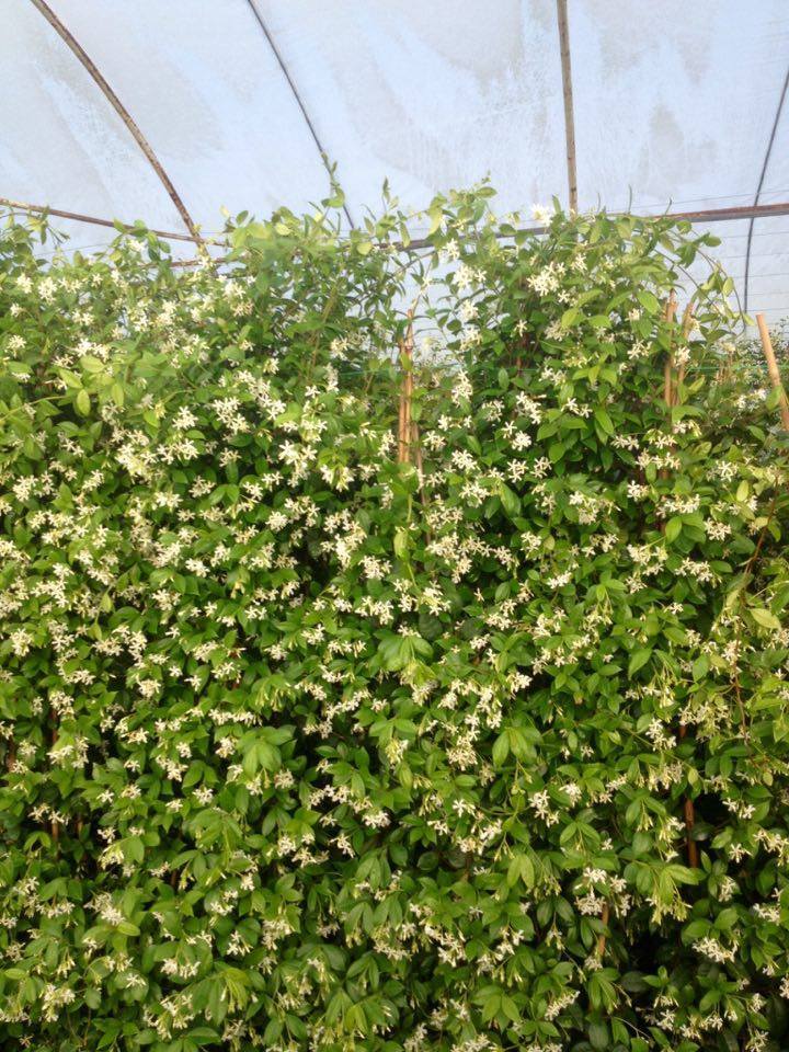 ARAP YASEMİNİ 10 ADET - ÇİÇEKLİ KOKULU SARILICI BİTKİ  120-150 CM