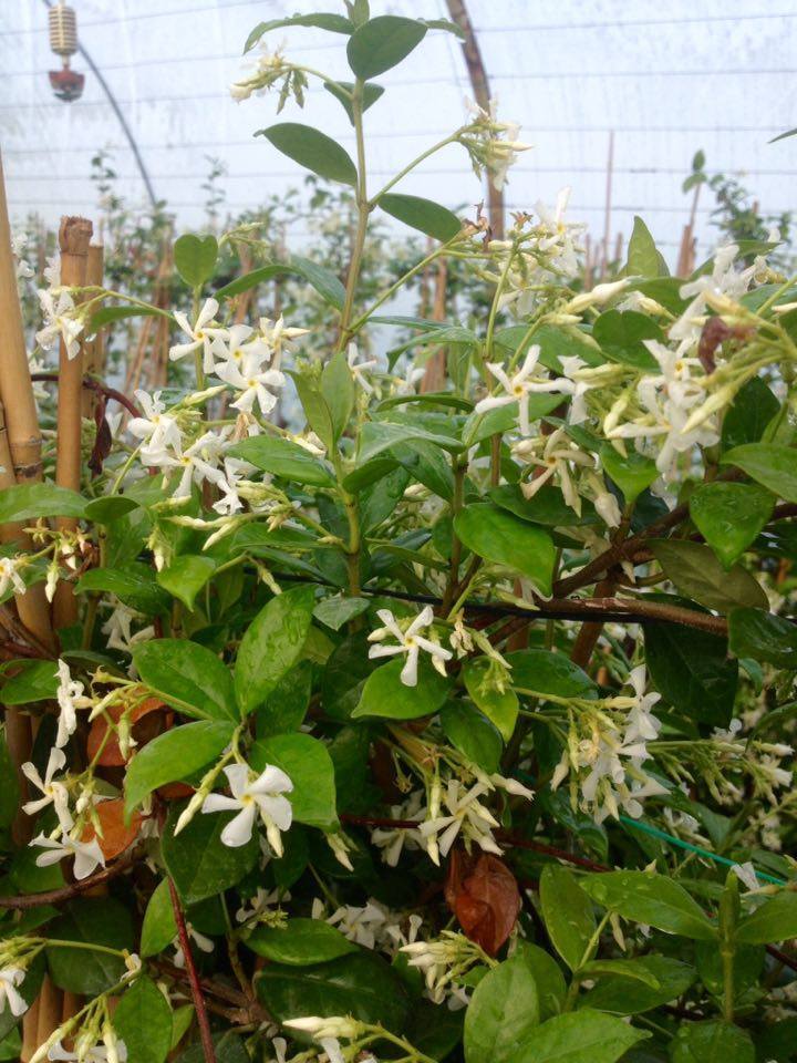 ARAP YASEMİNİ 15 ADET - ÇİÇEKLİ KOKULU SARILICI BİTKİ  120-150 CM