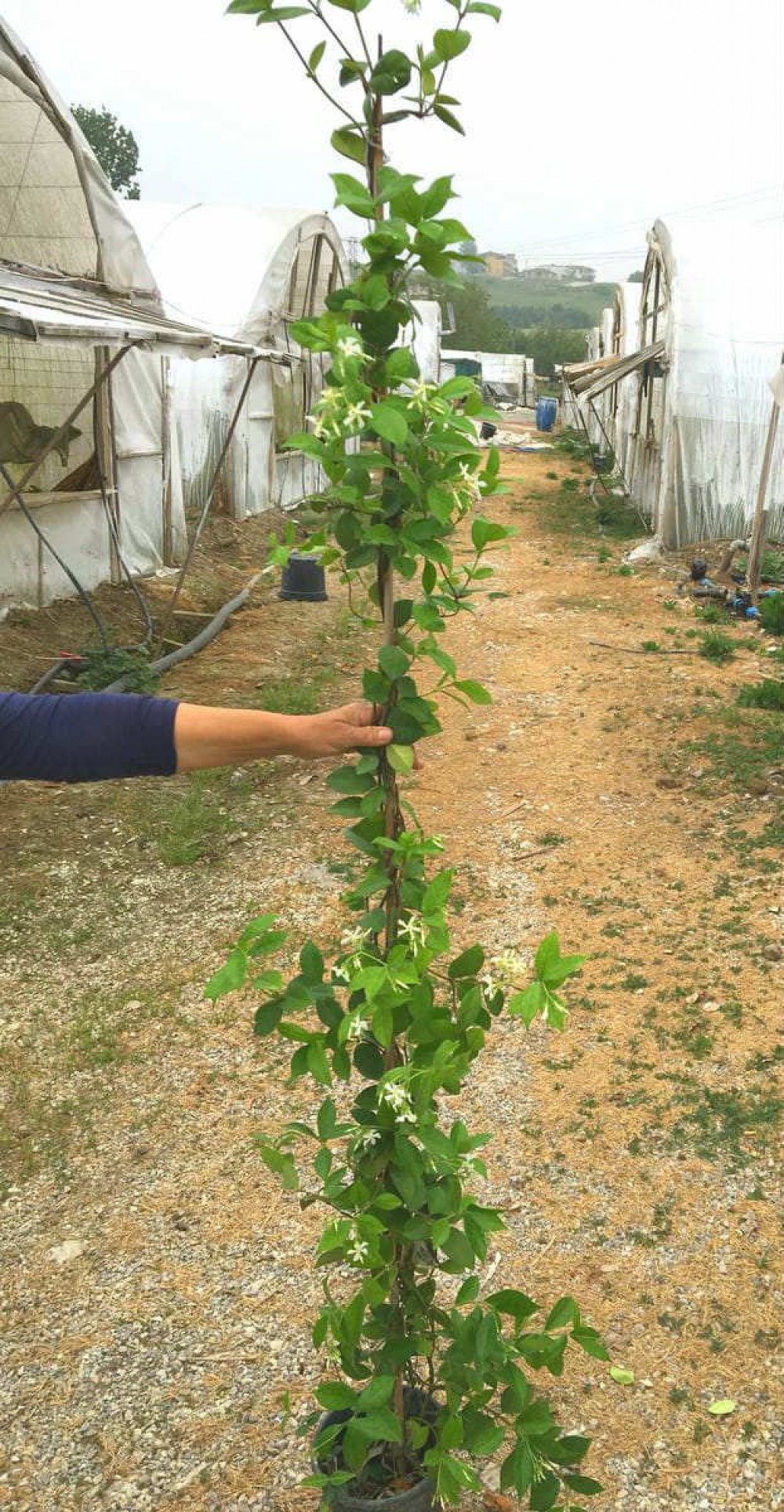 ARAP YASEMİNİ BÜYÜK BOY 2-2.5 METRE -  3 ADET ÇİÇEKLİ KOKULU SARILICI BİTKİ