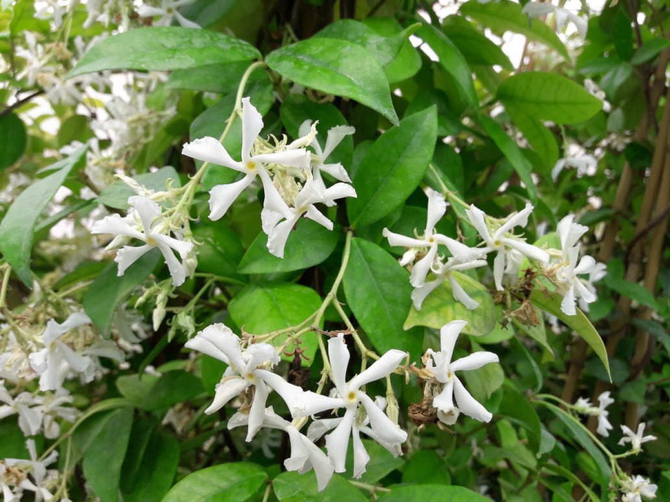 ARAP YASEMİNİ BÜYÜK BOY 2-2.5 METRE -  3 ADET ÇİÇEKLİ KOKULU SARILICI BİTKİ