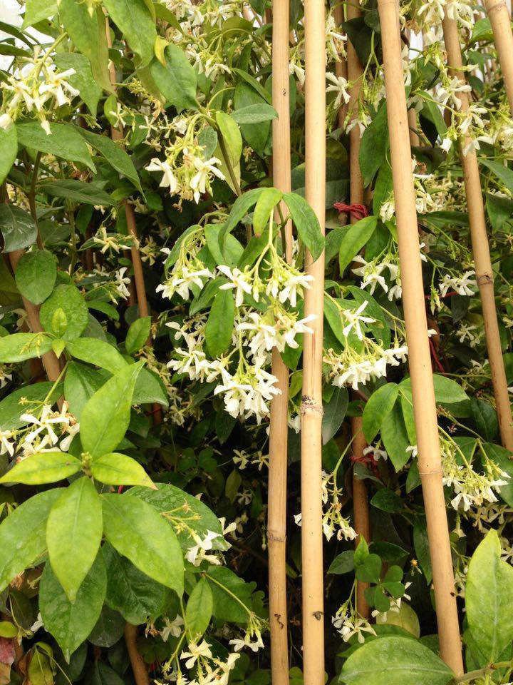 ARAP YASEMİNİ BÜYÜK BOY 2-2.5 METRE -  3 ADET ÇİÇEKLİ KOKULU SARILICI BİTKİ