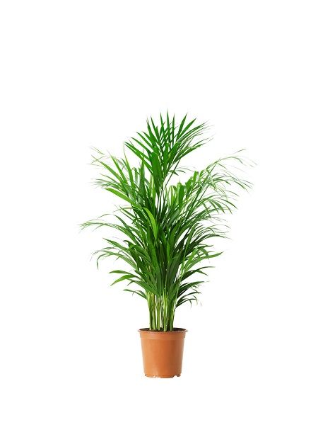 AREKA PALMİYESİ - HEDİYELİK SALON BİTKİSİ