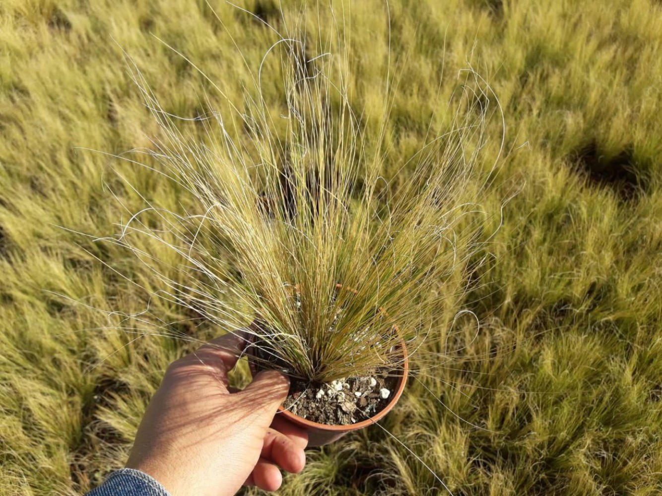 AT KUYRUĞU ÇİMİ STİPA 30 ADET - OTSU YER ÖRTÜCÜ BİTKİ