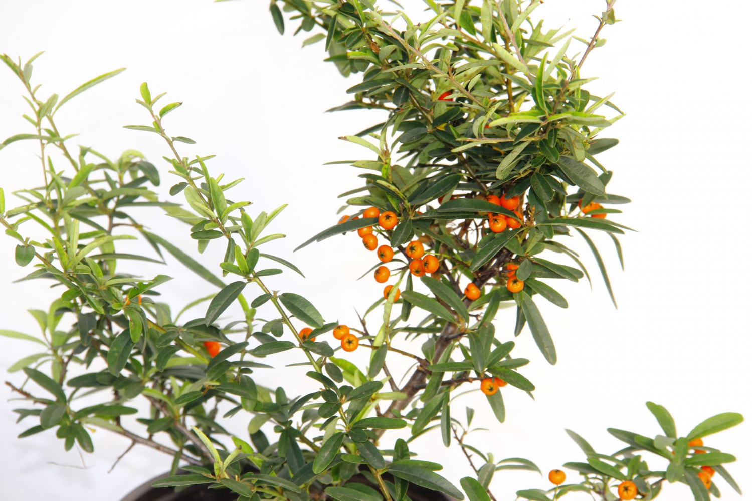 ATEŞ DİKENİ FİDANI 10 ADET