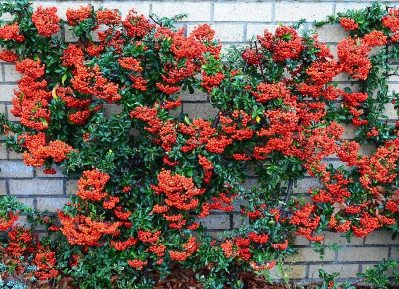 ATEŞ DİKENİ FİDANI 5 ADET