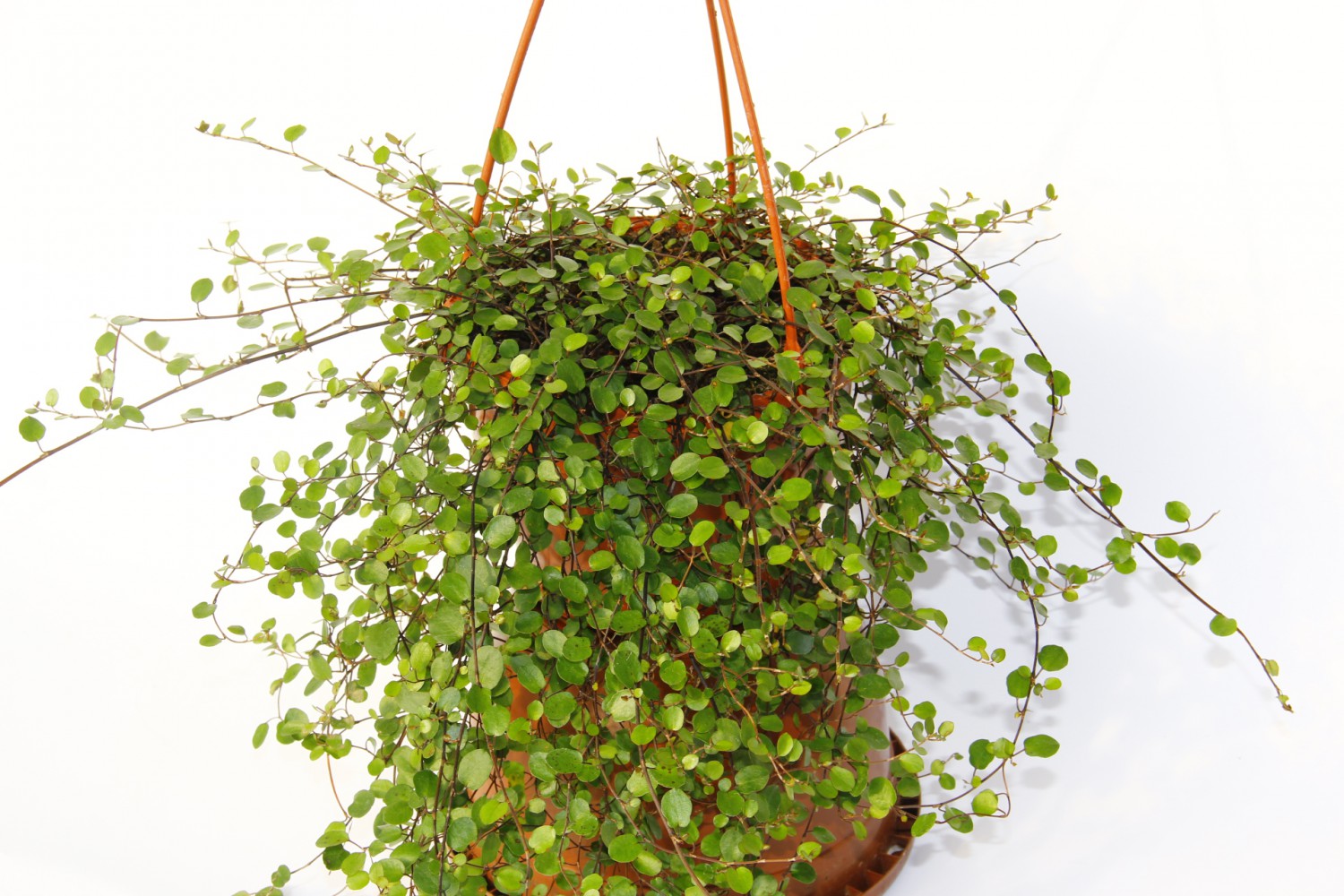 AVUSTRALYA SARMAŞIĞI 3 ADET - HEDİYELİK ASKILI SAKSIDA