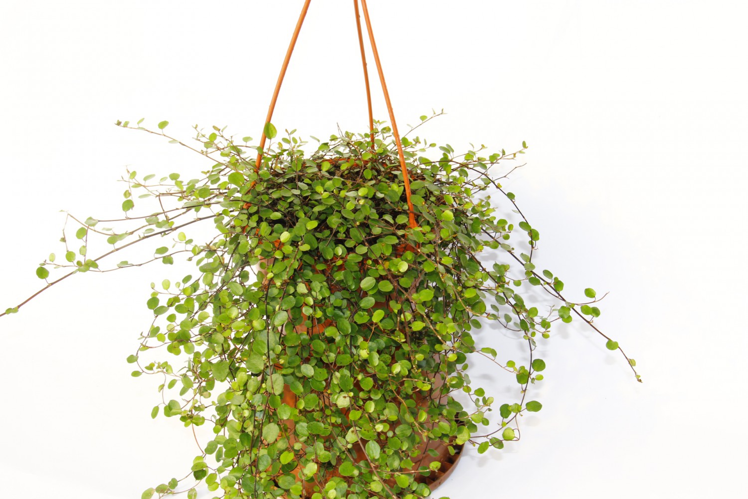 AVUSTRALYA SARMAŞIĞI 3 ADET - HEDİYELİK ASKILI SAKSIDA