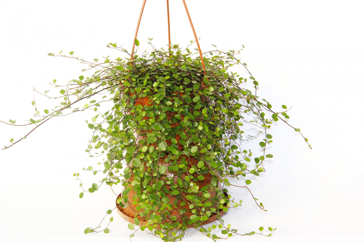 AVUSTRALYA SARMAŞIĞI 5 ADET - HEDİYELİK ASKILI SAKSIDA