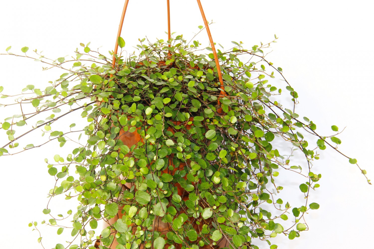 AVUSTRALYA SARMAŞIĞI 5 ADET - HEDİYELİK ASKILI SAKSIDA