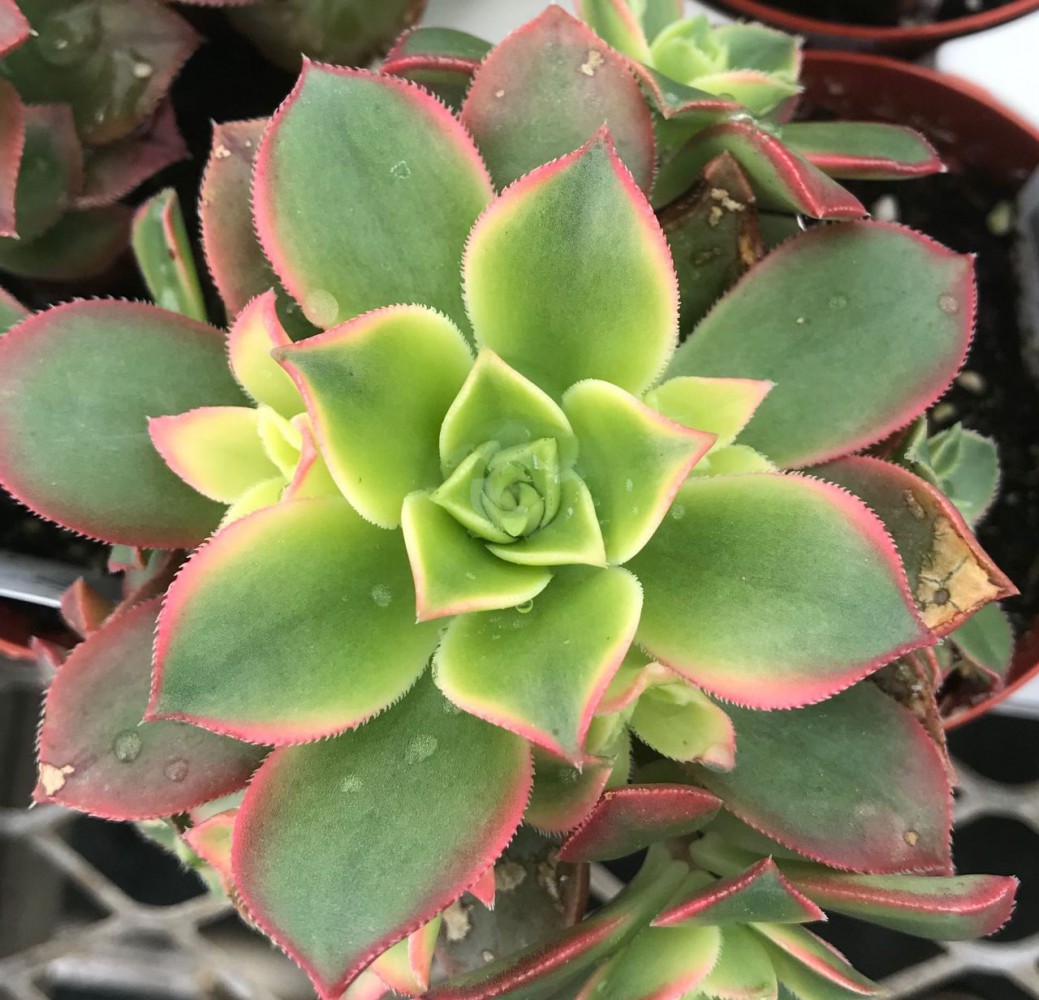 Aeonium Kiwi - 20 ADET SUKULENT - TERARYUM BİTKİSİ