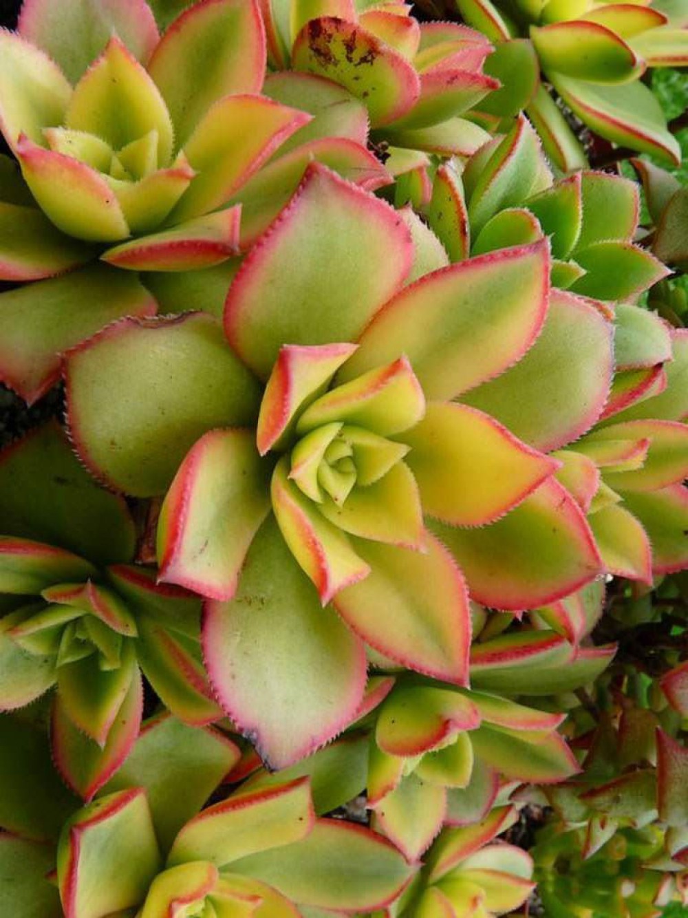 Aeonium Kiwi - 20 ADET SUKULENT - TERARYUM BİTKİSİ