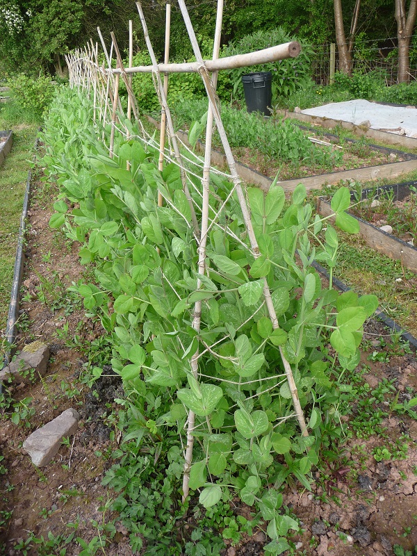 BAMBU BİTKİ DESTEK ÇUBUĞU 120 CM 20 ADET