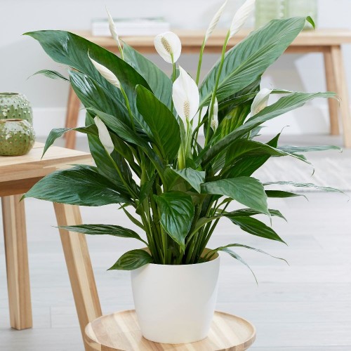 BARIŞ ÇİÇEĞİ Spathiphyllum 3 ADET - Hediyelik Salon Ofis Bitkisi