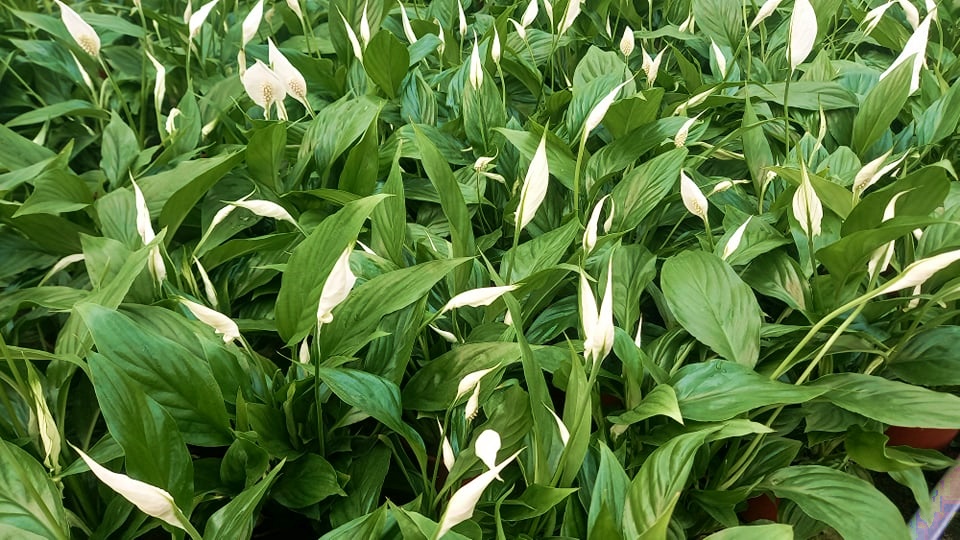 BARIŞ ÇİÇEĞİ Spathiphyllum 5 ADET - Hediyelik Salon Ofis Bitkisi