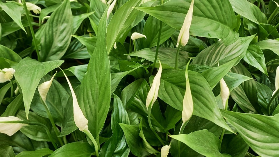 BARIŞ ÇİÇEĞİ Spathiphyllum 5 ADET - Hediyelik Salon Ofis Bitkisi