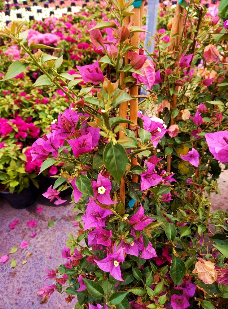 BEGONVİL SARMAŞIĞI 3 ADET 100 CM - ÇİÇEKLİ BİTKİ BEGONVİL SARMAŞIĞI 3 ADET 100 CM - ÇİÇEKLİ BİTKİ
