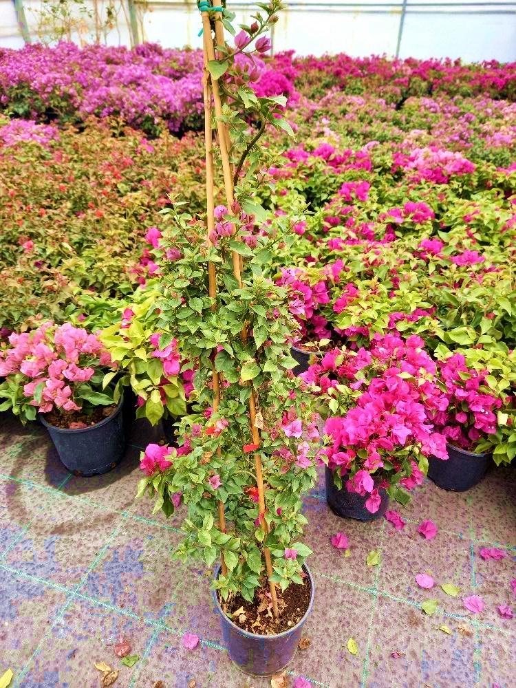 BEGONVİL SARMAŞIĞI 3 ADET 100 CM - ÇİÇEKLİ BİTKİ BEGONVİL SARMAŞIĞI 3 ADET 100 CM - ÇİÇEKLİ BİTKİ