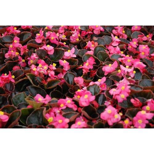 BEGONYA ÇİÇEĞİ 20 ADET - SAKSIDA PEMBE RENK