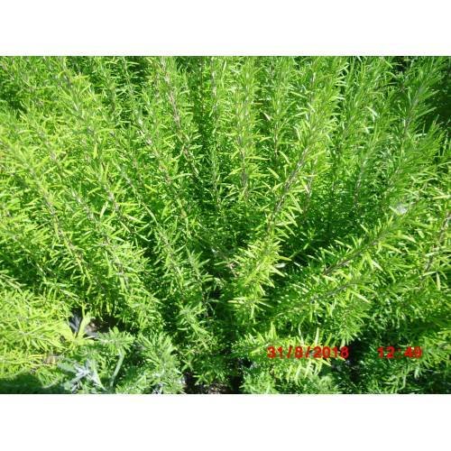 BİBERİYE ROSMARİNUS - KOKULU AROMATİK BİTKİ 10 ADET