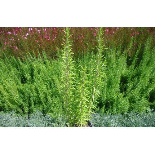 BİBERİYE ROSMARİNUS - KOKULU AROMATİK BİTKİ 10 ADET