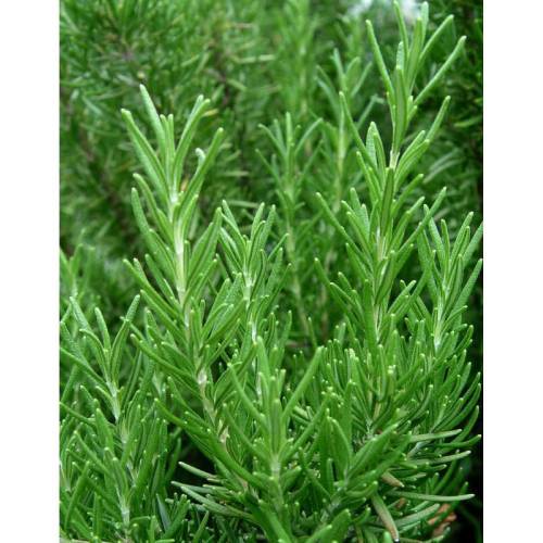 BİBERİYE ROSMARİNUS - KOKULU AROMATİK BİTKİ 10 ADET