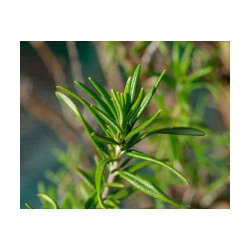 BİBERİYE ROSMARİNUS - KOKULU AROMATİK BİTKİ 10 ADET