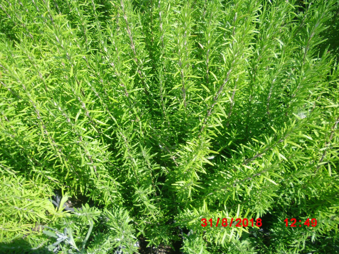 BİBERİYE ROSMARİNUS - KOKULU AROMATİK BİTKİ 5 ADET