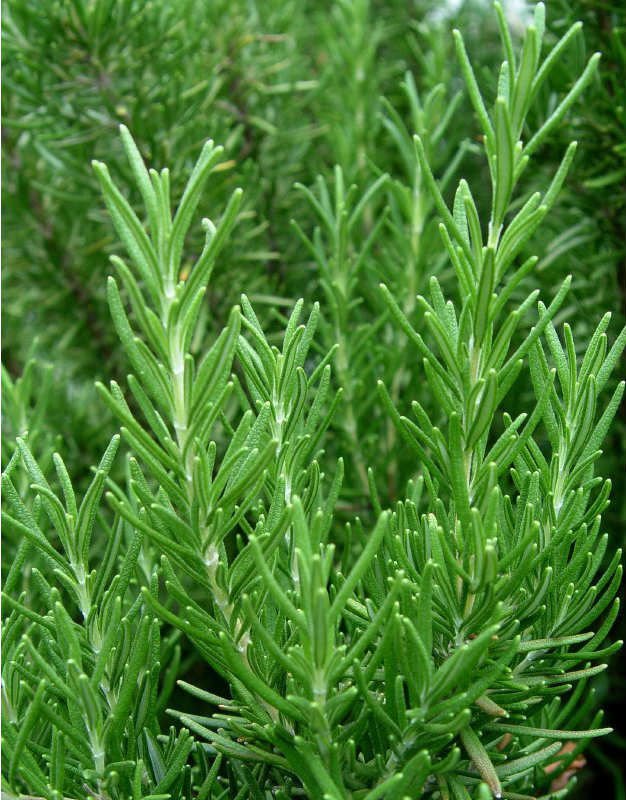 BİBERİYE ROSMARİNUS - KOKULU AROMATİK BİTKİ 5 ADET