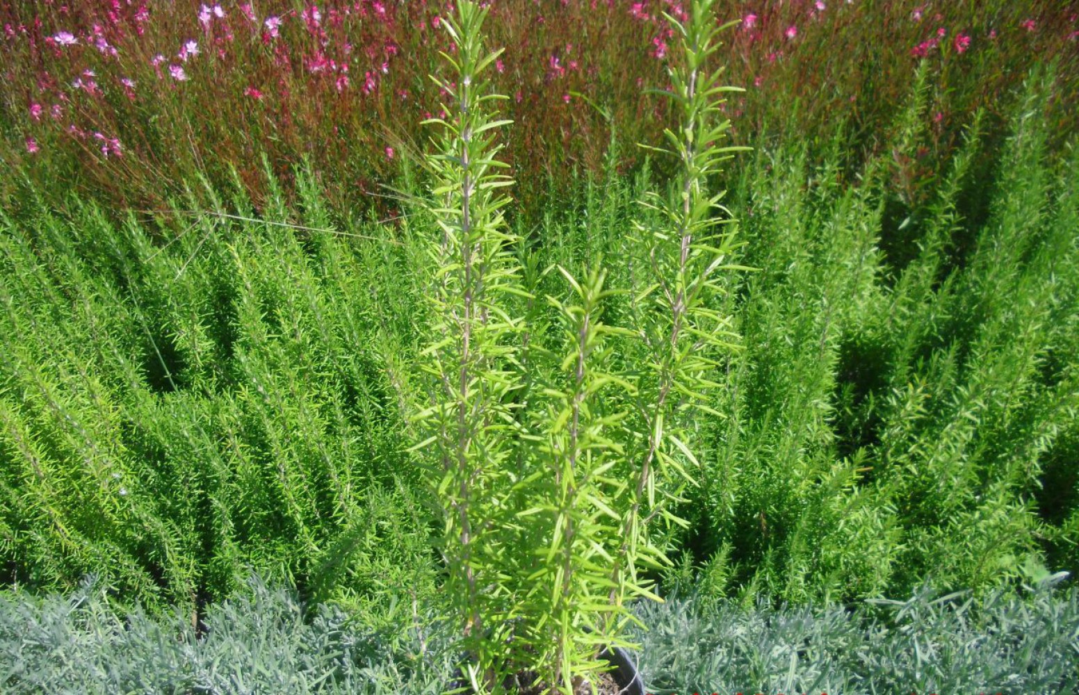 BİBERİYE ROSMARİNUS - KOKULU AROMATİK BİTKİ 5 ADET
