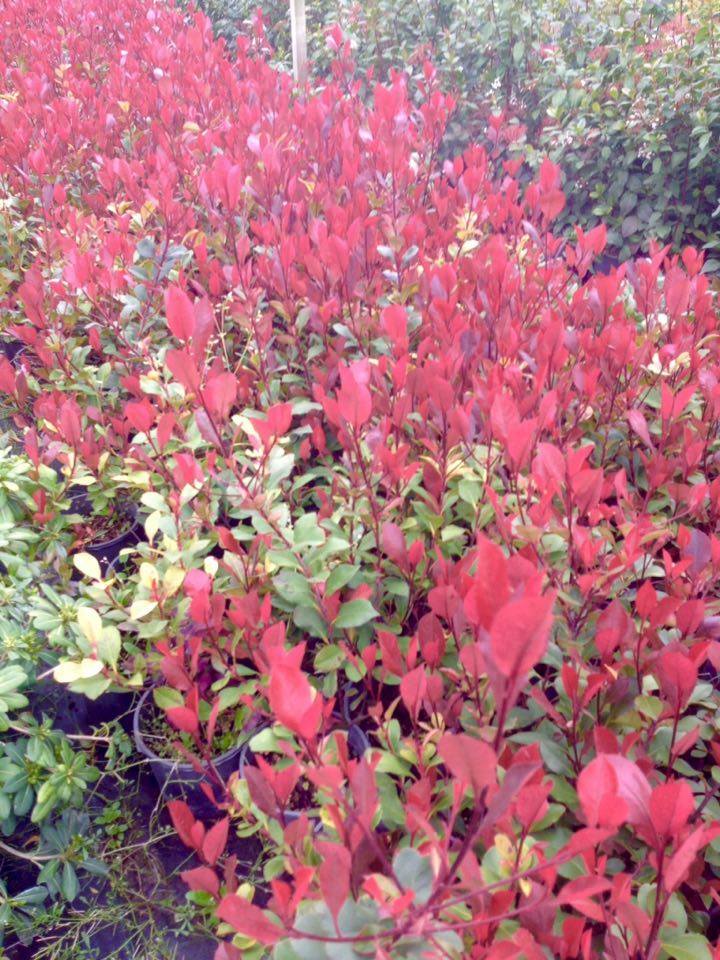 BODUR ALEV ÇALISI 30 ADET - KIRMIZI SÜS BİTKİSİ