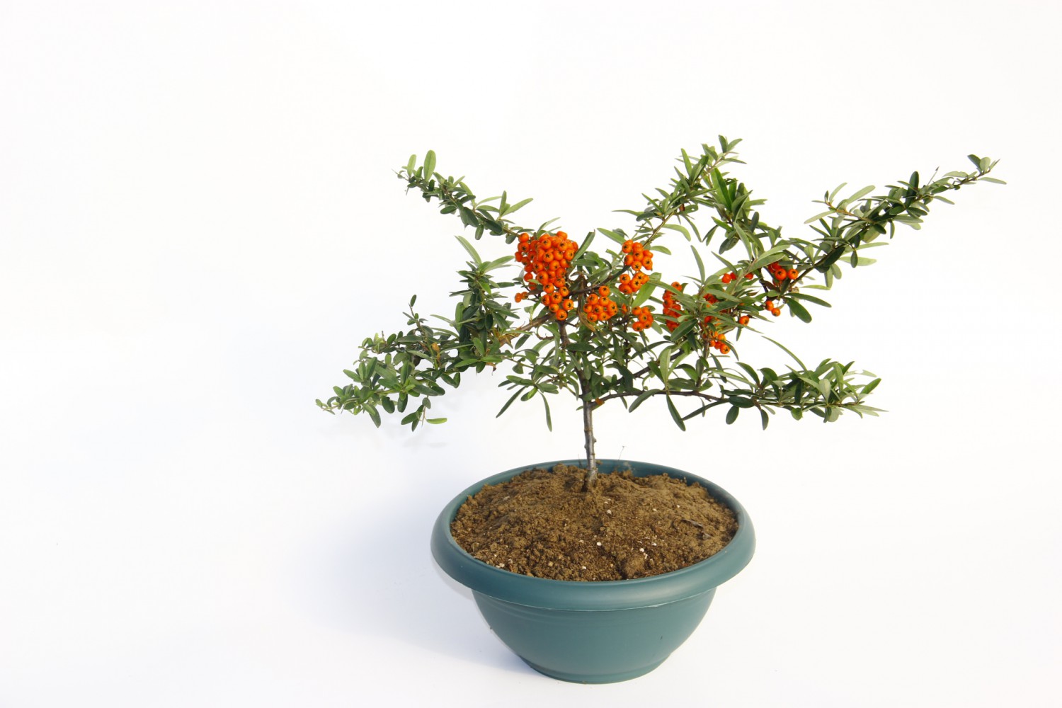 BONSAİ ATEŞ DİKENİ