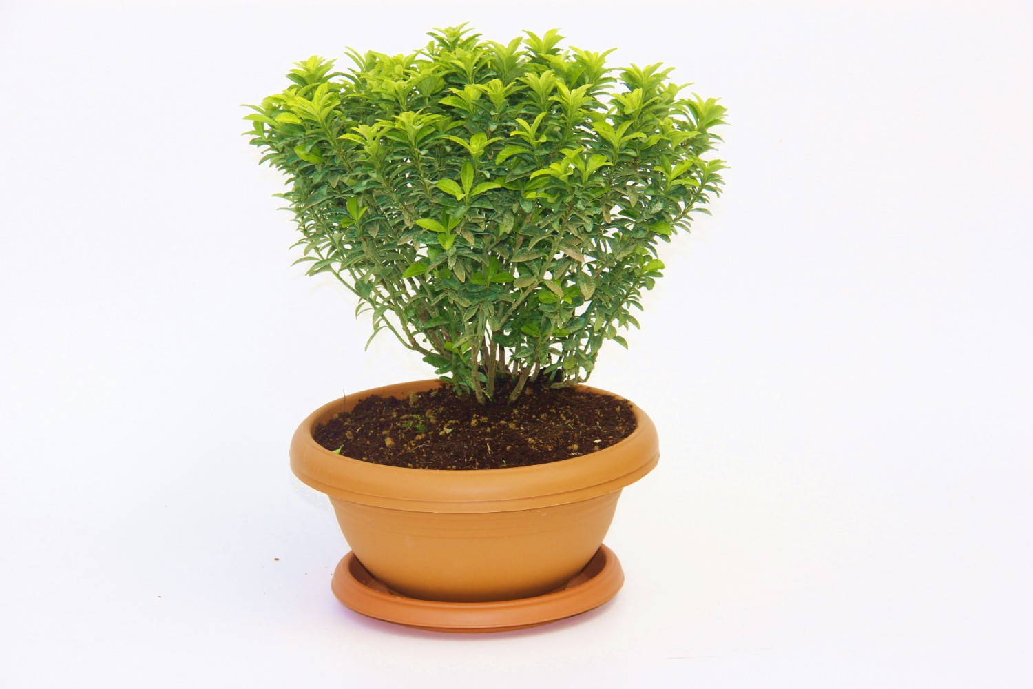 BONSAİ EUONYMUS MİCROPHYLLUS AUREA FİDANI 5 ADET