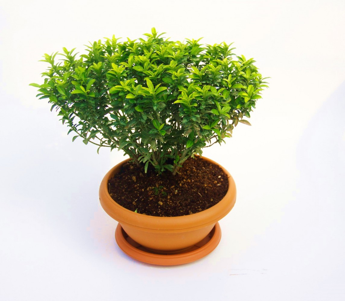 BONSAİ EUONYMUS MİCROPHYLLUS AUREA FİDANI 5 ADET