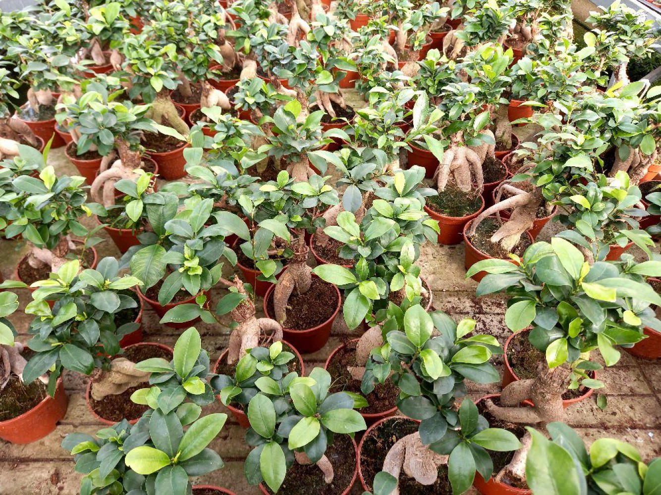 BONSAİ FİCUS GİNSENG 3 ADET