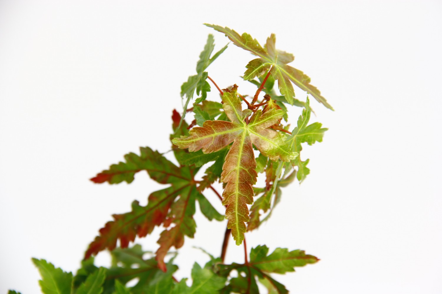 BONSAİ JAPON AKÇAAĞACI HEDİYELİK 3 ADET