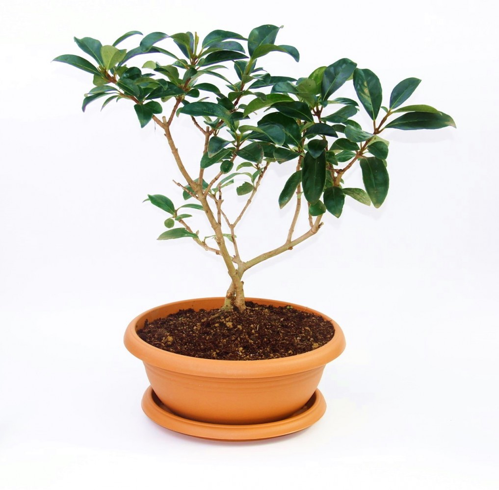 BONSAİ KARTOPU LUCİDUM FİDANI 5 ADET