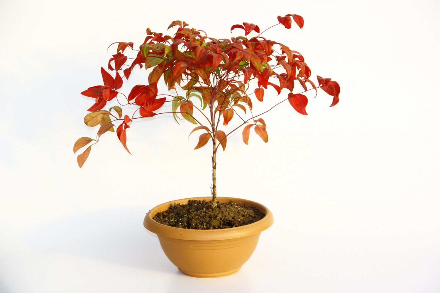 BONSAİ NANDİNA HEDİYELİK 3 ADET