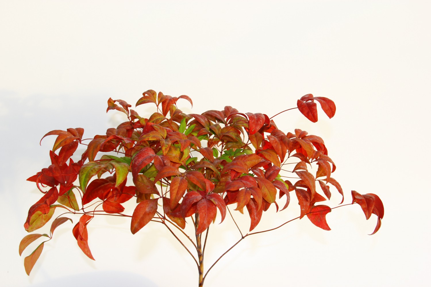 BONSAİ NANDİNA HEDİYELİK 3 ADET