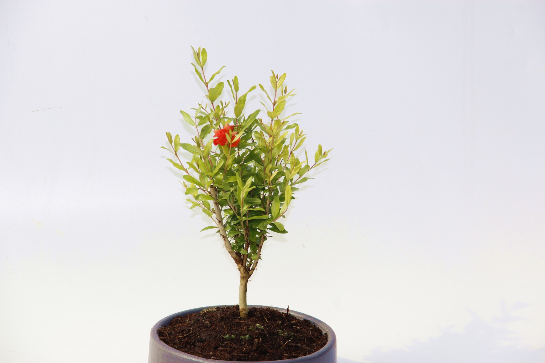 BONSAİ PUNİCA SÜS NARI - GREY SERİSİ HEDİYELİK