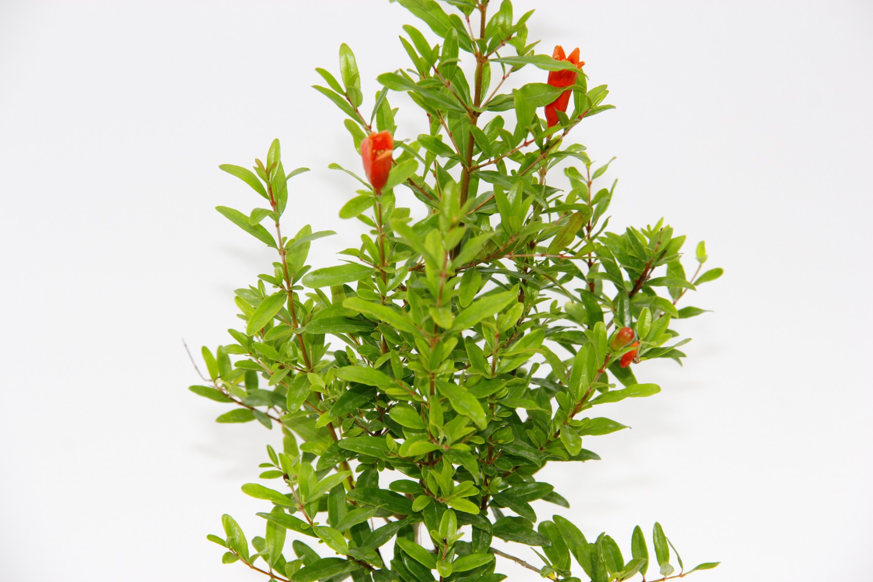 BONSAİ PUNİCA SÜS NARI - HEDİYELİK