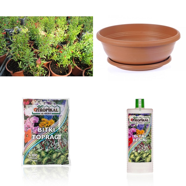 BONSAİ PUNİCA SÜS NARI SETİ (FİDAN+BONSAİ SAKSI+TOPRAK +BİTKİ BESİNİ)