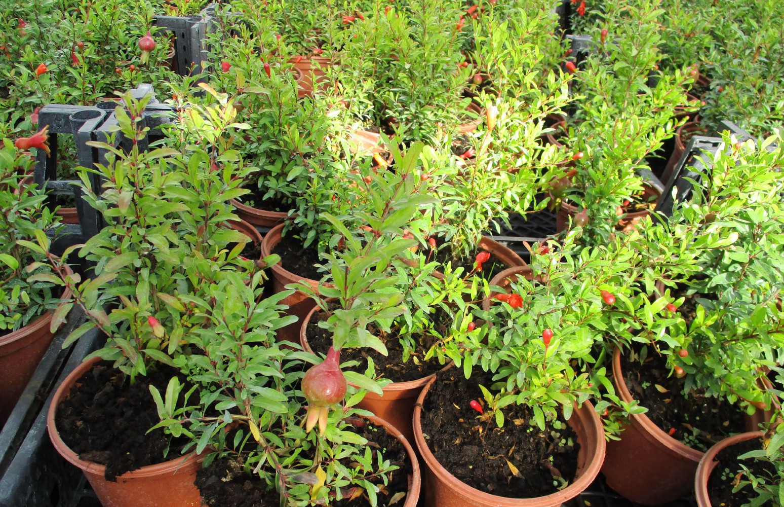 BONSAİ PUNİCA SÜS NARI SETİ (FİDAN+BONSAİ SAKSI+TOPRAK +BİTKİ BESİNİ)