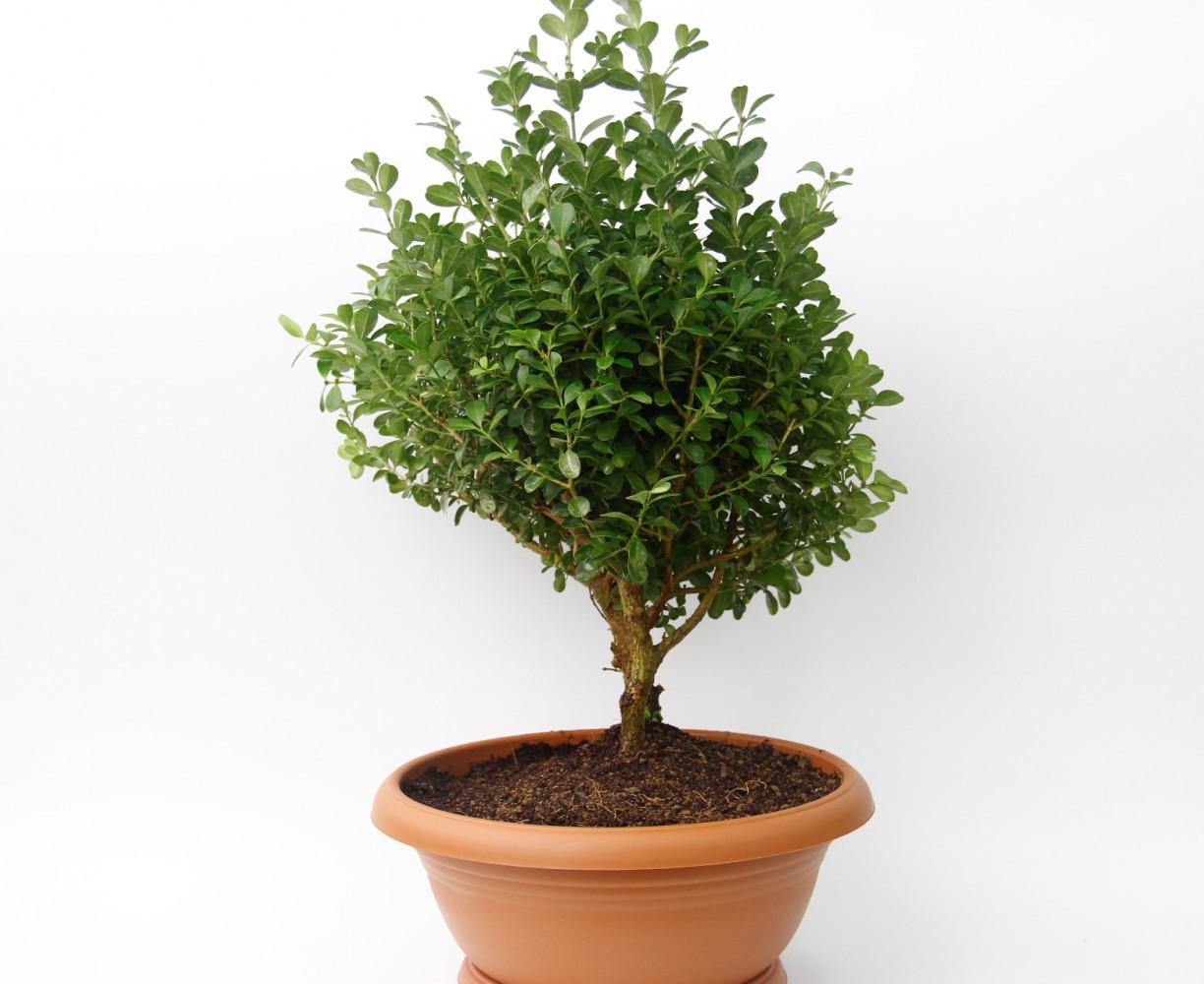 BONSAİ ŞİMŞİR FİDANI 5 ADET - HEDİYELİK EV OFİS BİTKİSİ