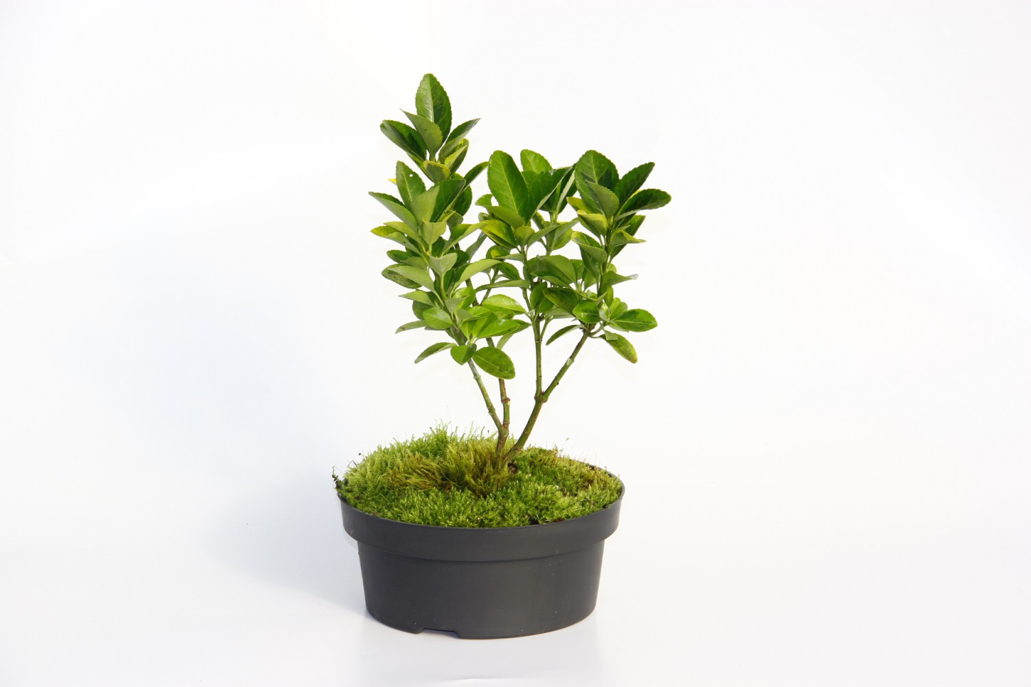 BONSAİ TAFLAN EUONYMUS JAPONİCA 2 ADET
