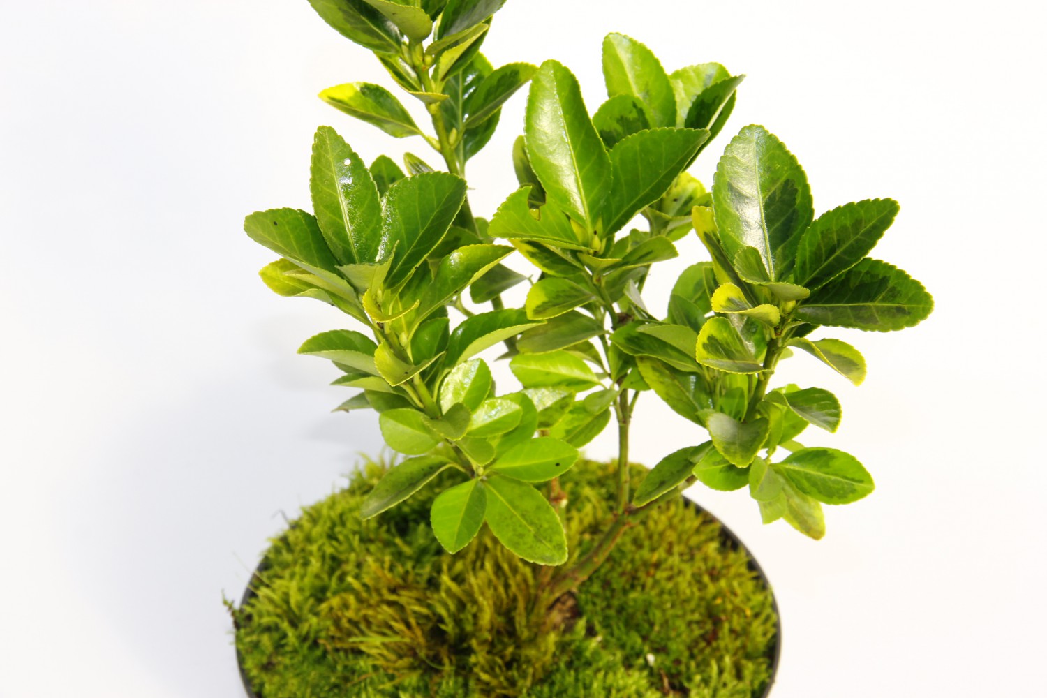 BONSAİ TAFLAN EUONYMUS JAPONİCA 2 ADET
