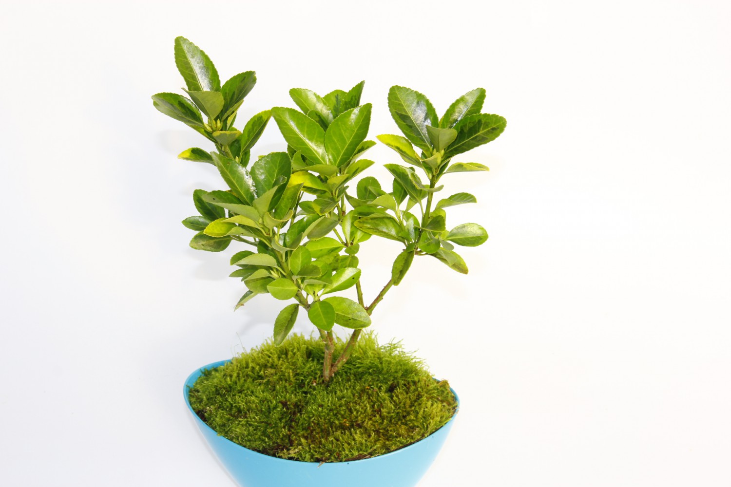 BONSAİ EUONYMUS JAPONİCA AUREA 2 ADET