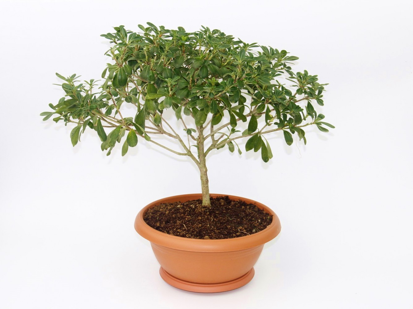 BONSAİ YILDIZ ÇALISI PİTOSPORUM 2 ADET - HEDİYELİK EV OFİS BİTKİSİ